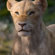 Nala in Jon Favreau’s The Lion King